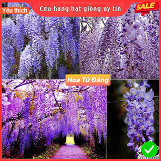 Hạt giống hoa tử đằng thân gỗ f1 loại siêu dễ trồng