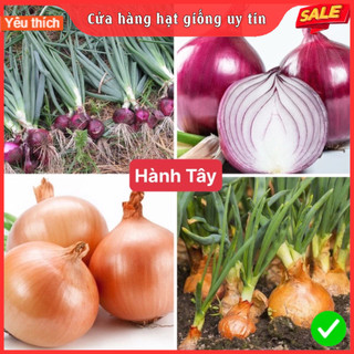 Hạt giống hành tây f1 dễ trồng năng suất cao