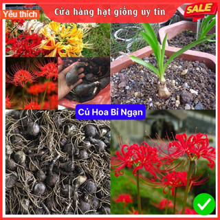 Củ hoa bỉ ngạn bông đều to nở đẹp dễ trồng đễ chăm sóc