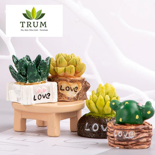 Chậu Sen Đá Mini - phụ kiện trang trí tiểu cảnh sen đá - terrarium ( giá 1 cây )