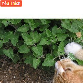 50h Hạt Giống Catnip / Cỏ Mèo