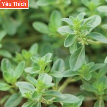 100h Hạt Giống Cỏ Xạ Hương