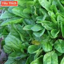1gr hạt giống rau chua sorrel