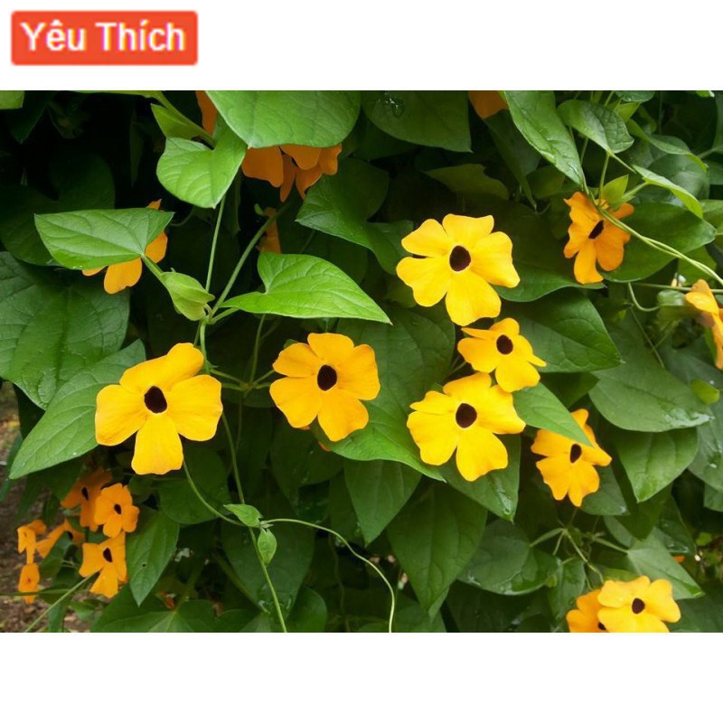 HẠT GIỐNG HOA MẮT HUYỀN