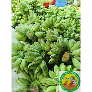 1KG CHUỐI SÁP NGHỆ NẢI SỐNG TẠI VƯỜN