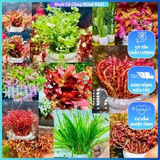 Cây thủy sinh cắt cắm lá nước, chậu cây thủy sinh cắt cắm sẳn đất dưỡng