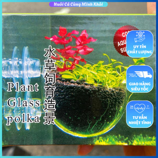 Cốc thuỷ tinh trồng cây trang trí hồ cá