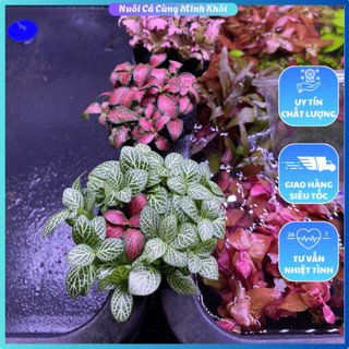 Cây thủy sinh gắn giá thể bán cạn, cây trang trí terrarium, cây trang trí lũa
