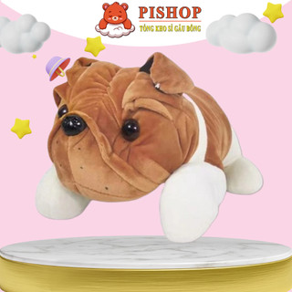 Chó Bông Pigbul, Chó Bông Mặt Nhăn Chó Mặt Sệ Siêu Siêu Dễ Thương