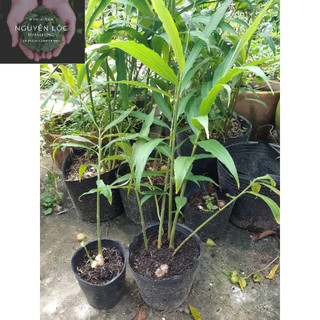 Chậu cây gừng- Hoa kiểng Nguyễn Lộc- Cay giống chất lượng cao