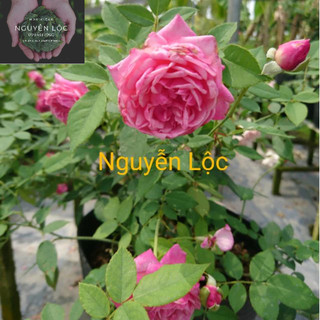 Cây hoa hồng cổ sapa (cây chiết nguyên bản)- Hoa kiểng Nguyễn Lộc- Cây giống chất lượng cao