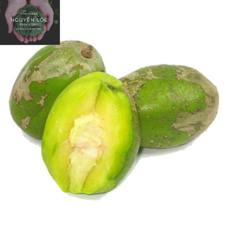 Cây giống cóc cầy loại siêu to 3trái/kg- Hoa kiểng Nguyễn Lộc- Cây giống chất lượng cao
