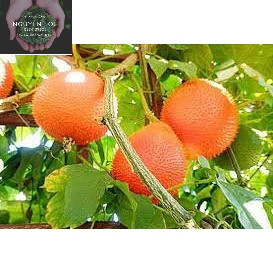Cây giống gấc nếp- Hoa kiểng Nguyễn Lộc- Cây giống chất lượng cao