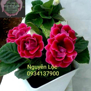 Cây hoa tử la lan- Hoa kiểng Nguyễn Lộc- Cây giống chất lượng cao