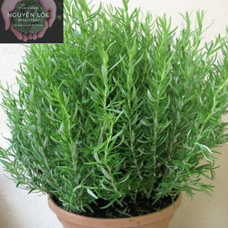 Cây hương thảo - Rosemary- cây gia vị  vừa đuổi muỗi lại giúp thư giãn- Hoa kiểng Nguyễn Lộc- Cây giống chất lượng cao