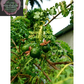Cây ổi đuôi phụng- Hoa kiểng Nguyễn Lộc- Cây giống chất lượng cao