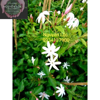 Cây nguyệt quế dây leo- Hoa kiểng Nguyễn Lộc- Cây giống chất lượng cao