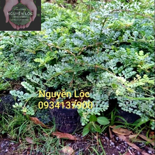Cây cần thăng lá dùng trang trí bánh, tạo bonsai- Hoa kiểng Nguyễn Lộc- Cây giống chất lượng cao