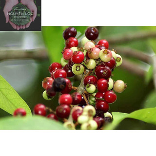 Cây giống sắn thuyền- Đặc sản miền tây- Hoa kiểng Nguyễn Lộc- Cây giống chất lượng cao