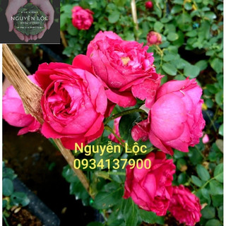 Hoa hồng ngoại red eden (cây chiết nguyên bản)- Hoa kiểng Nguyễn Lộc- Cây giống chất lượng cao