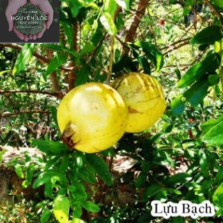 Cây lựu bạch- Hoa kiểng Nguyễn Lộc- Cây giống chất lượng cao
