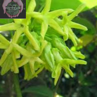 Cây hoa thiên lí siêu bông- Hoa kiểng Nguyễn Lộc- Cây giống chất lượng cao
