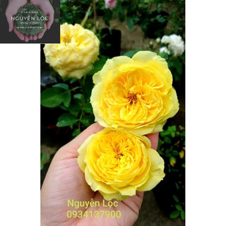 Cây hoa hồng ngoại Catalina (cây chiết nguyên bản)- Hoa kiểng Nguyễn Lộc- Cây giống chất lượng cao