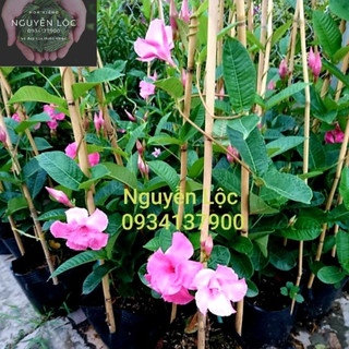 Cây hoa hồng anh cánh kép- Hoa kiểng Nguyễn Lộc- Cây giống chất lượng cao
