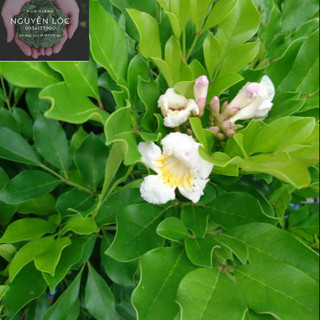 Cây nguyệt quế thái- Hoa kiểng Nguyễn Lộc- Cây giống chất lượng cao