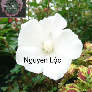 Cây hoa râm bụp Han Quoc- Hoa kiểng Nguyễn Lộc- Cây giống chất lượng cao