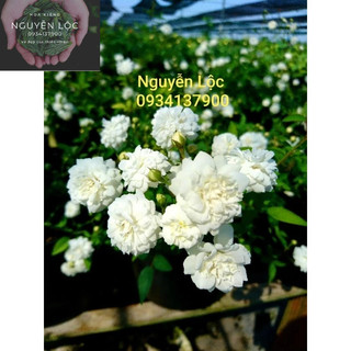 Cây hoa hồng bạch trà (cây chiết nguyên bản)- Hoa kiểng Nguyễn Lộc- Cây giống chất lượng cao