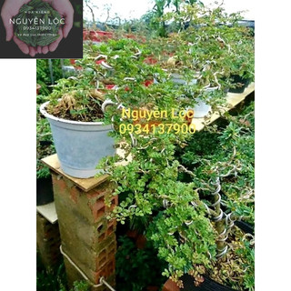 Cây cần thăng bonsai- Hoa kiểng Nguyễn Lộc- Cây giống chất lượng cao