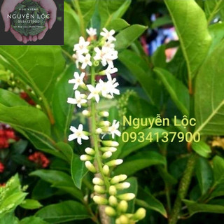 Cây cầm mộc (lài nữ hoàng)- Hoa kiểng Nguyễn Lộc- Cây giống chất lượng cao
