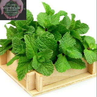 Cây bạc hà Âu (mint)- Hoa kiểng Nguyễn Lộc- Cây giống chất lượng cao