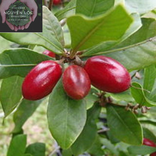 Cây thần kì- Hoa kiểng Nguyễn Lộc- Cây giống chất lượng cao