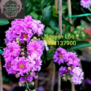 Cây bằng lăng thái- Hoa kiểng Nguyễn Lộc- Cây giống chất lượng cao