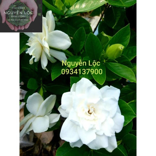 Cây hoa dành dành/ bạch thiên hương- Hoa kiểng Nguyễn Lộc- Cây giống chất lượng cao