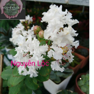 Cây tường vi hoa trắng và đỏ- Hoa kiểng Nguyễn Lộc- Cây giống chất lượng cao