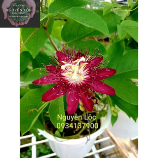 Chậu hoa sao biển- Hoa kiểng Nguyễn Lộc- Cây giống chất lượng cao