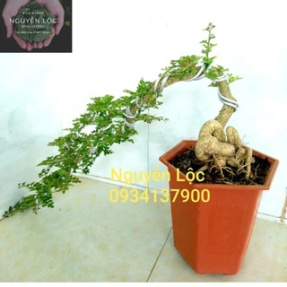 Cây cần thăng bonsai- Hoa kiểng Nguyễn Lộc- Cây giống chất lượng cao