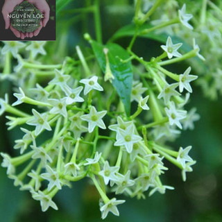 Cây hoa dạ lý hương- Hoa kiểng Nguyễn Lộc- Cây giống chất lượng cao