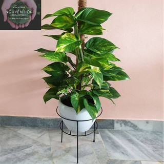 Cây trầu ông (hình 2)- Hoa kiểng Nguyễn Lộc- Cây giống chất lượng cao
