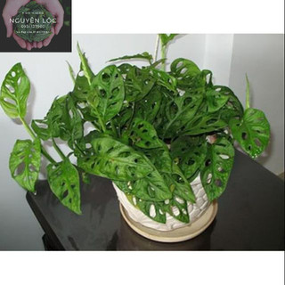 Cây trầu bà lỗ (không gồm chậu)- Hoa kiểng Nguyễn Lộc- Cây giống chất lượng cao