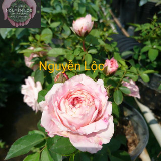 Cây hoa hồng tezza hồng- Hoa kiểng Nguyễn Lộc- Cây giống chất lượng cao