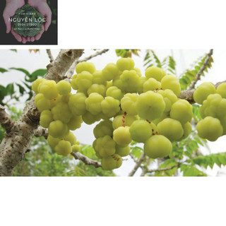 Cây chùm ruột trái ngọt- Hoa kiểng Nguyễn Lộc- Cây giống chất lượng cao