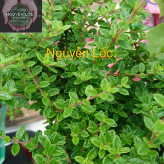 Cây hàm hương lá siêu thơm dùng làm hương liệu, thảo mộc- Hoa kiểng Nguyễn Lộc- Cây giống chất lượng cao
