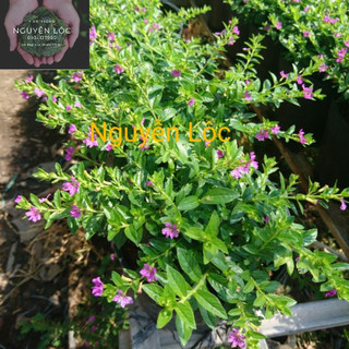 Cây hoa cẩm tú mai trồng viền bồn hoa và lối đi- Hoa kiểng Nguyễn Lộc- Cây giống chất lượng cao
