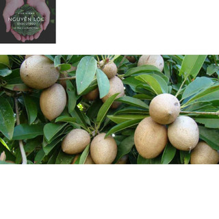 Cây sapo/ hồng xiêm siêu trái- Hoa kiểng Nguyễn Lộc- Cây giống chất lượng cao