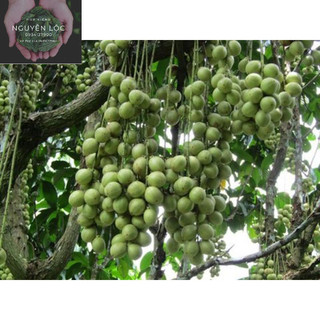 Cây giống dâu da xanh (cây ghép)- Hoa kiểng Nguyễn Lộc- Cây giống chất lượng cao