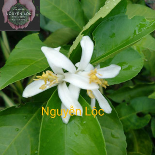 Cây chanh vàng Mỹ- Hoa kiểng Nguyễn Lộc- Cây giống chất lượng cao